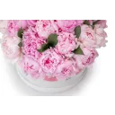 Box růžových pivoněk